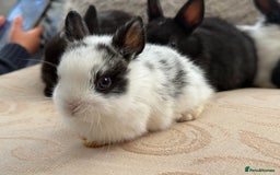 Netherland Dwarf rabbits for sale: 4 Adorable Netherland Dwarf Bunnies  - Advert 17