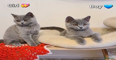 British Shorthair cats - Advert 12