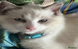 Ragdoll cats for sale: Blue mitted and bicolour ragdolls - Image 27