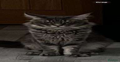 Maine Coon cats - Advert 10