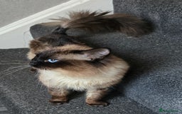 Maine Coon cats for sale: Mainecoon x ragdoll male cat  - Advert 5