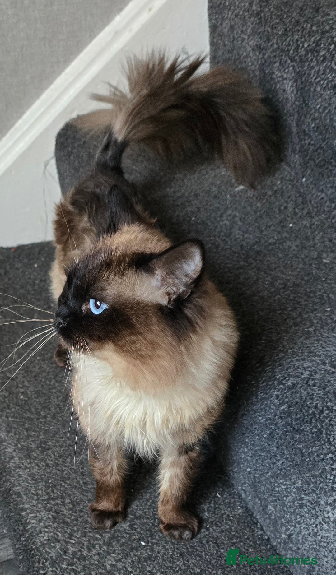 Maine Coon cats for sale: Mainecoon x ragdoll male cat  - Advert 5