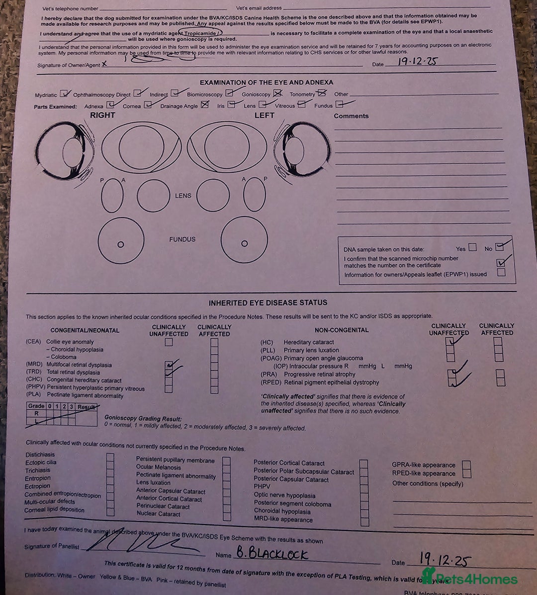 Labrador Retriever dogs for stud: Yellow dog for stud - Advert 9