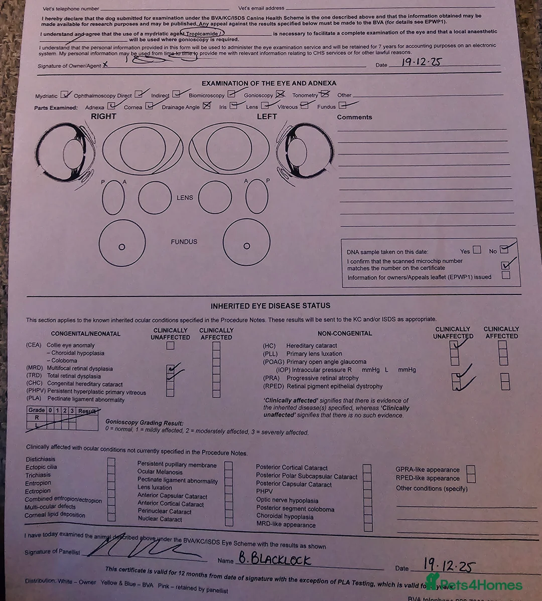 Labrador Retriever dogs for stud: Yellow dog for stud - Advert 9