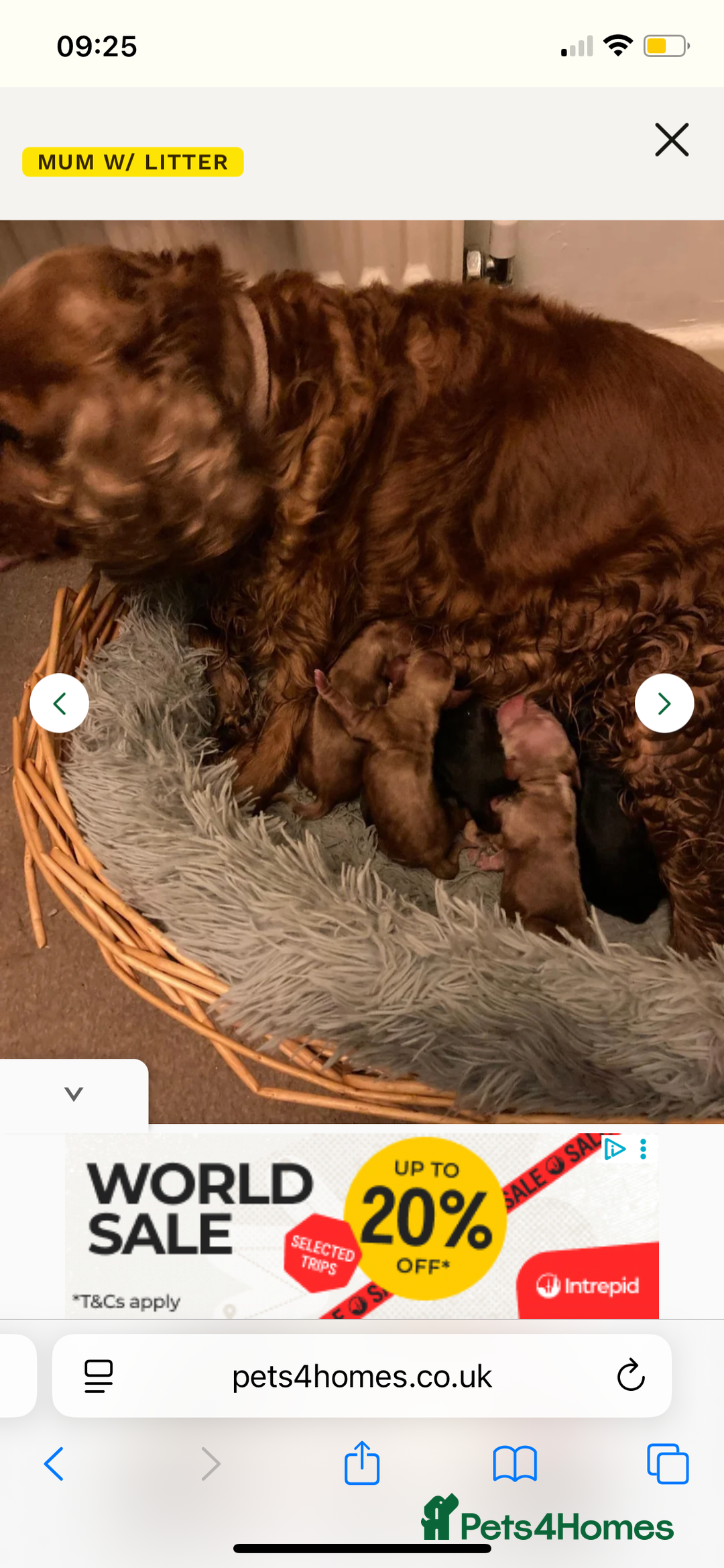 Cocker Spaniel dogs for sale: 17 week old male show cocker spaniel  - Image 5