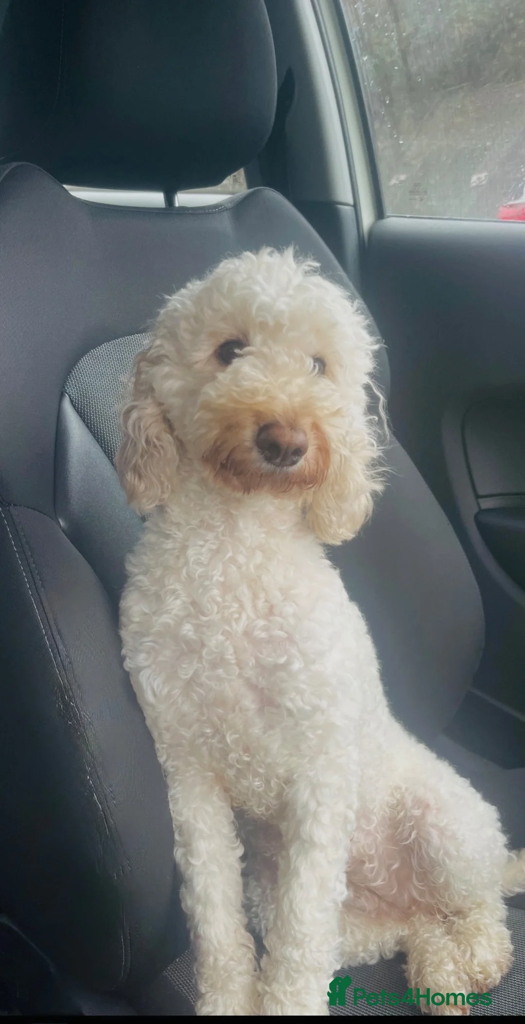 Cockapoo dogs for sale: A gorgeous litter of puppies  in Pontyclun - Advert 1