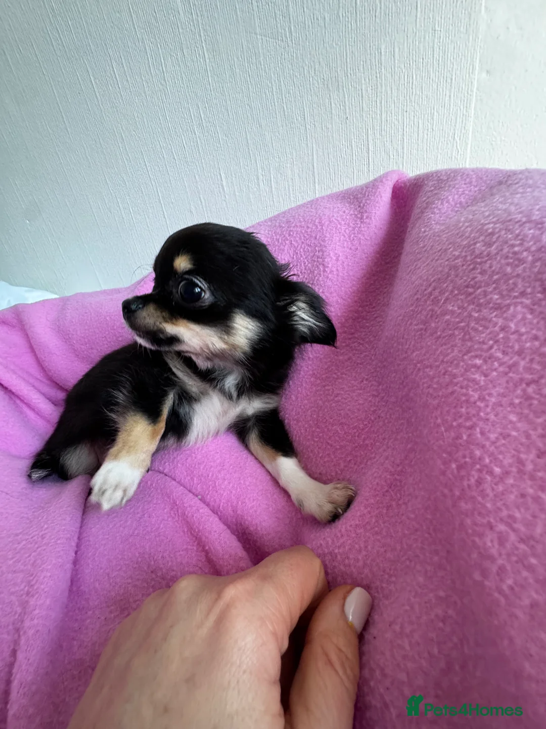Chihuahua dogs for sale: KC reg Long hair tiny chihuahua for sale  - Advert 7