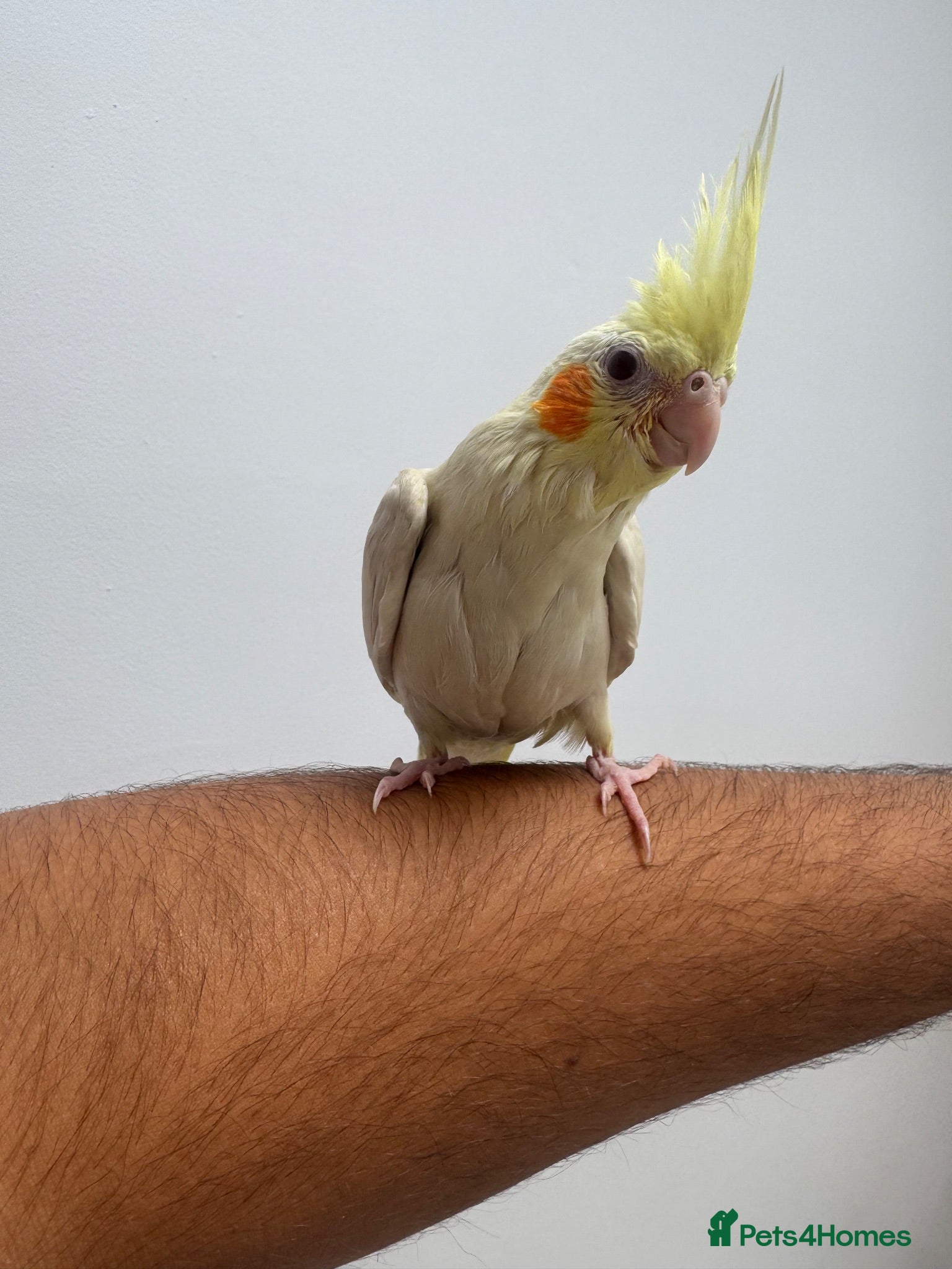 Cockatiels birds 9 Week Hand tamed female baby cockatiel dna tested - Advert 1