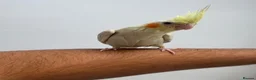 Cockatiels birds for sale: 9 Week Hand tamed female baby cockatiel dna tested in London - Advert 1