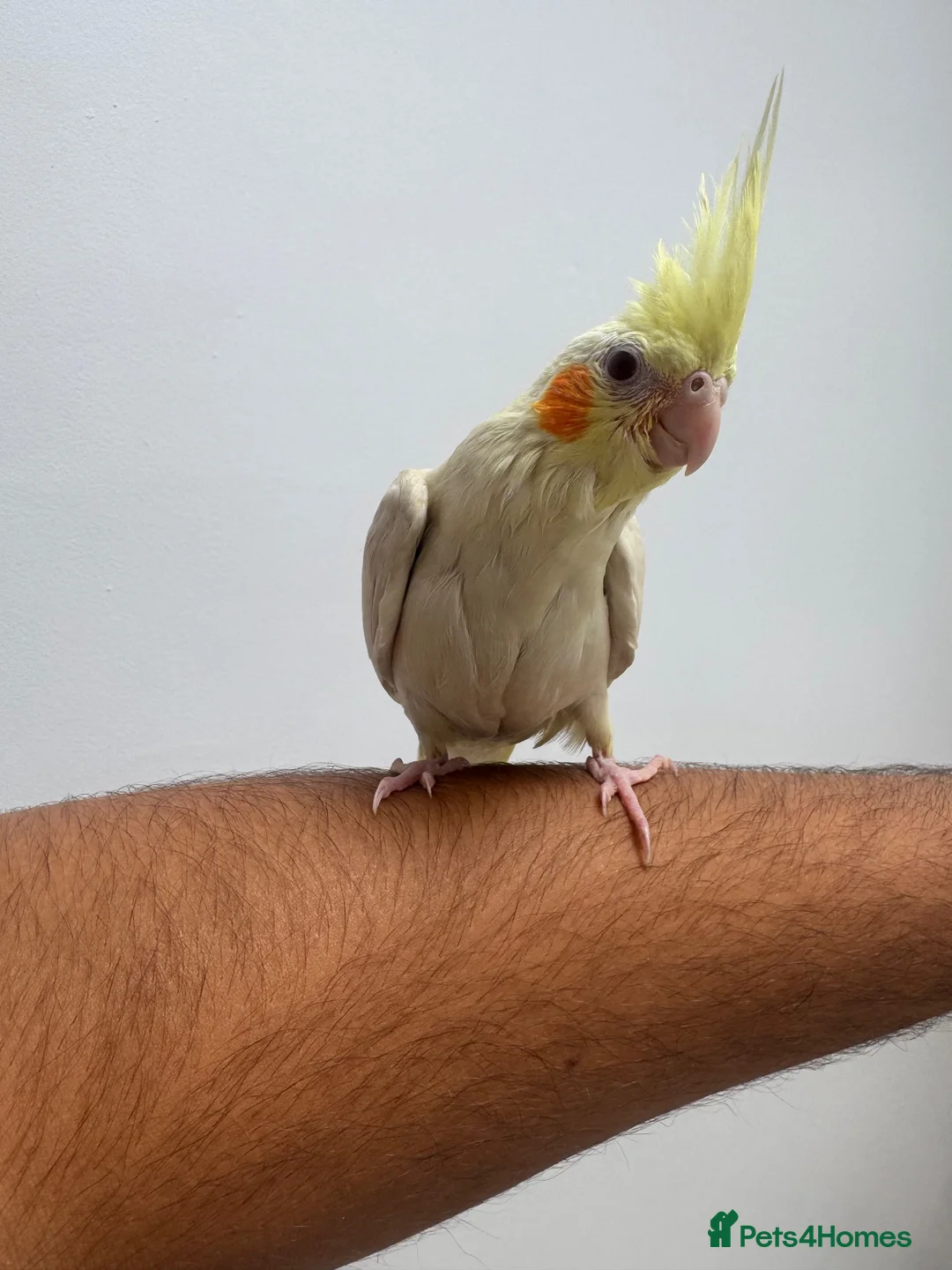 Cockatiels birds for sale: 9 Week Hand tamed female baby cockatiel dna tested in London - Advert 1