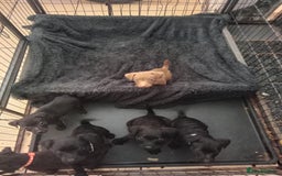 Patterdale Terrier dogs for sale: Patterdale pups for sale ready now - Image 5
