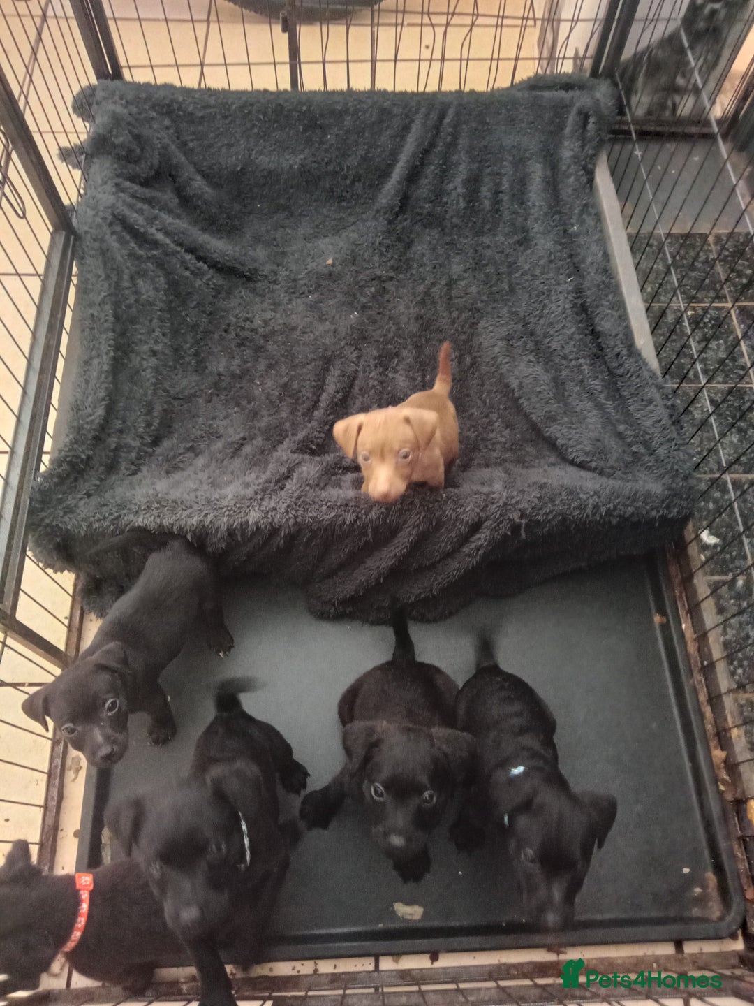 Patterdale Terrier dogs for sale: Patterdale pups for sale ready now - Image 5