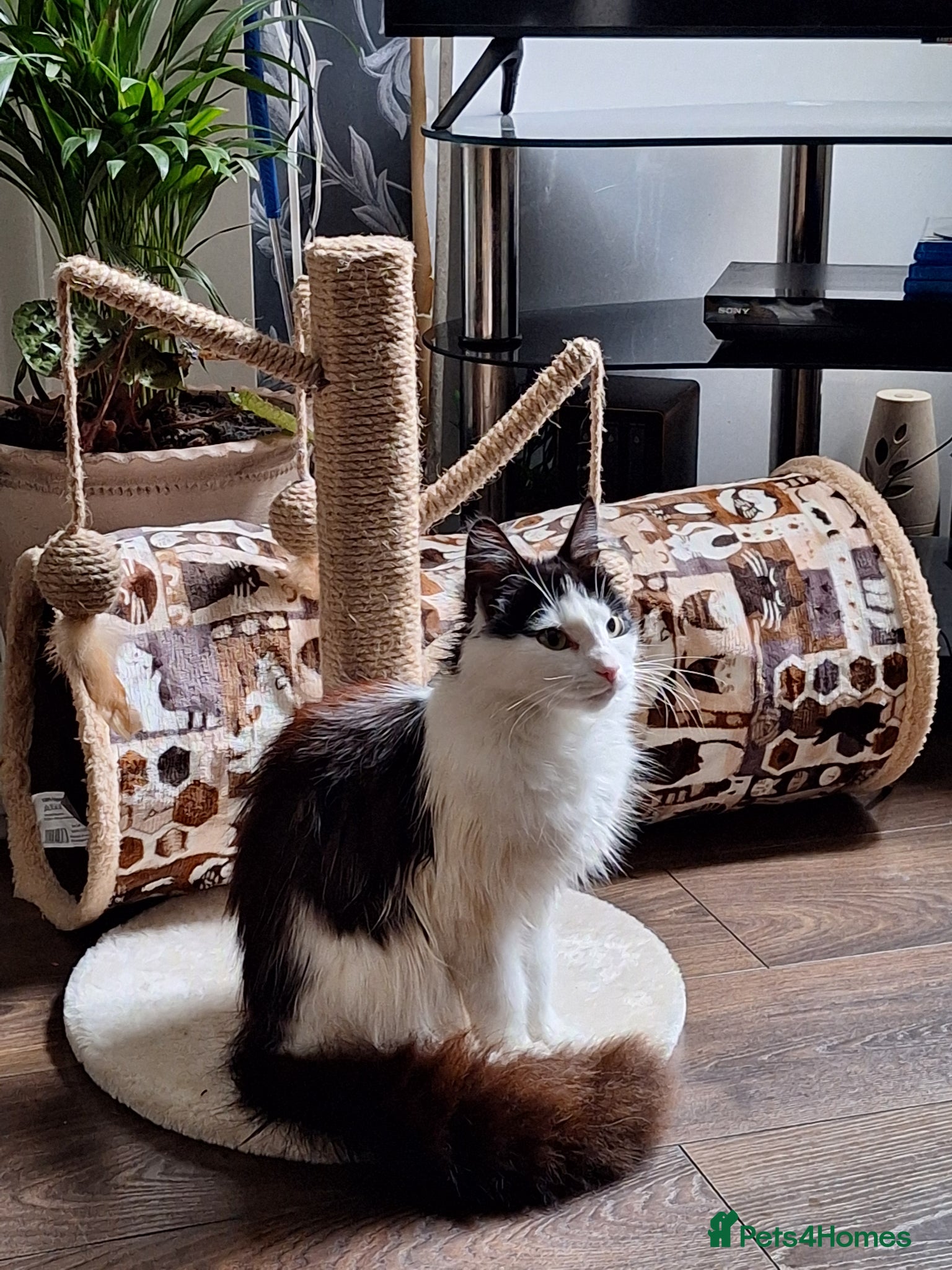 Mixed Breed cats Norweign mix beautiful cat - Advert 1