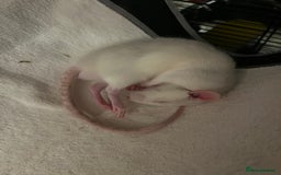 Rat rodents for sale: Roan/Husky boys for sale! - Image 7