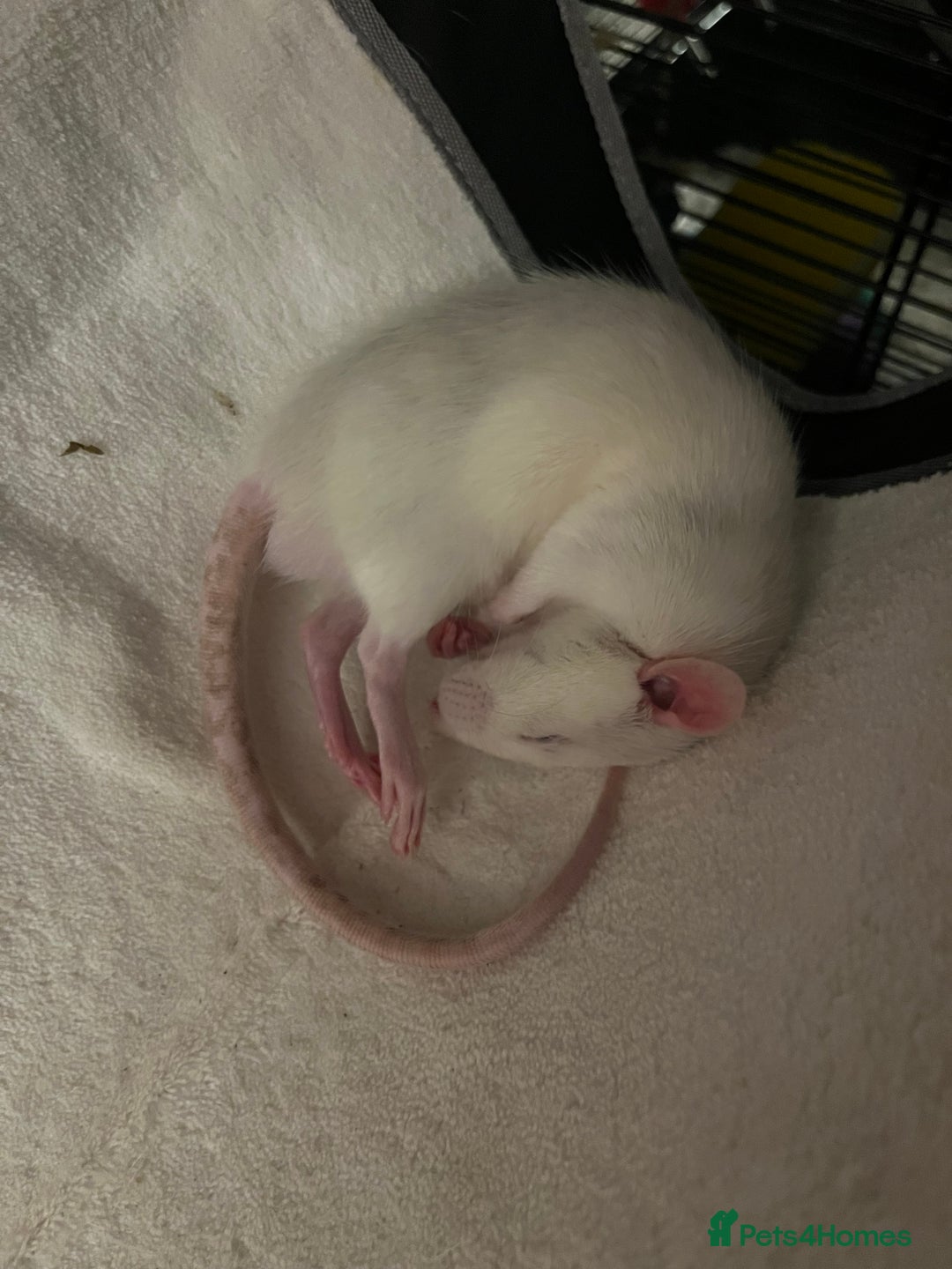 Rat rodents for sale: Roan/Husky boys for sale! - Image 7