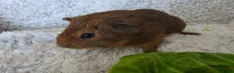 Guinea Pig rodents for sale: 2 boys rtl. - Advert 6