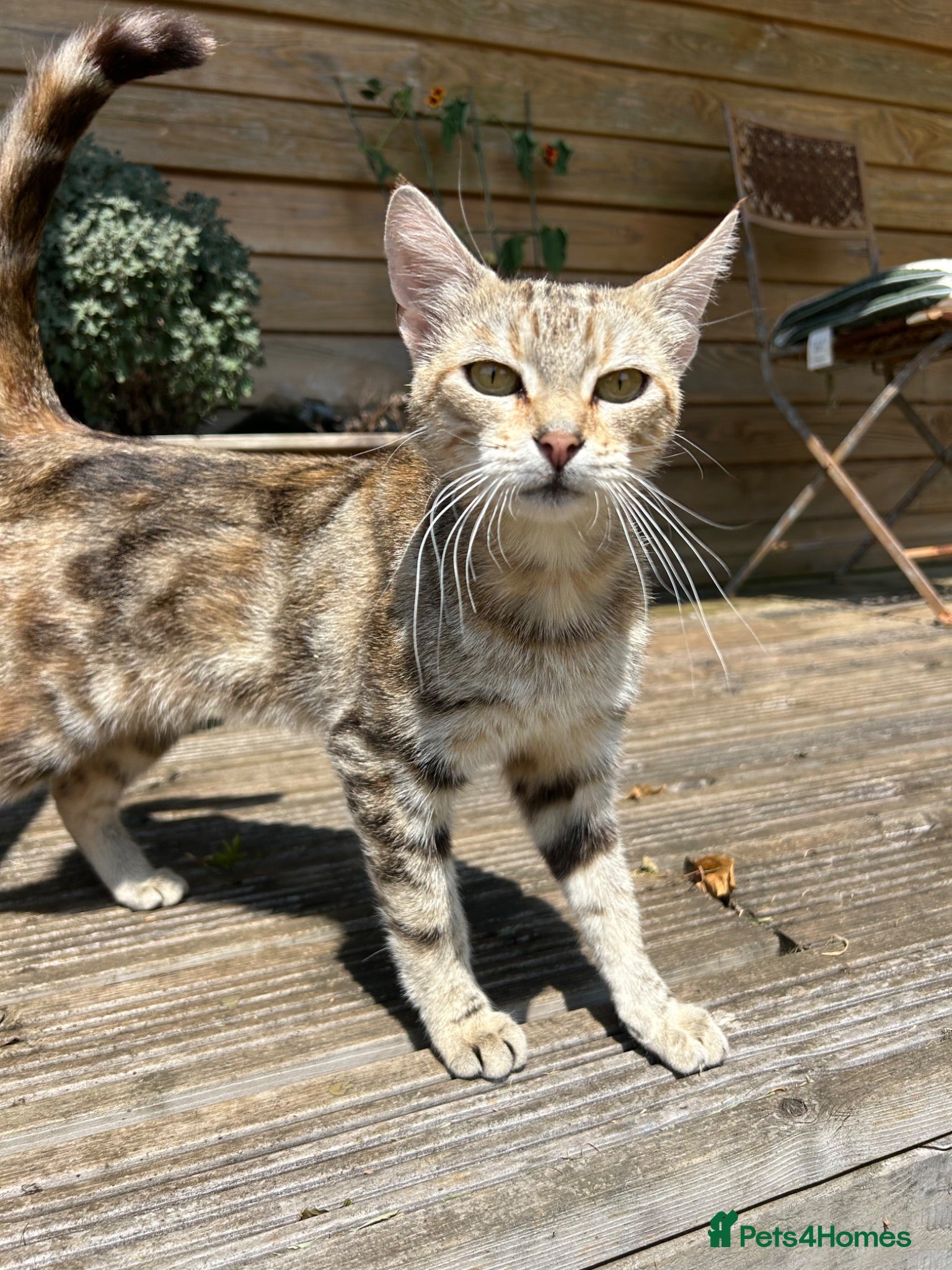 Mixed Breed cats Farm Kittens - Ready Now!  - Advert 7