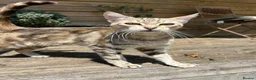 Mixed Breed cats for sale: Farm Kittens - Ready Now!  - Advert 2