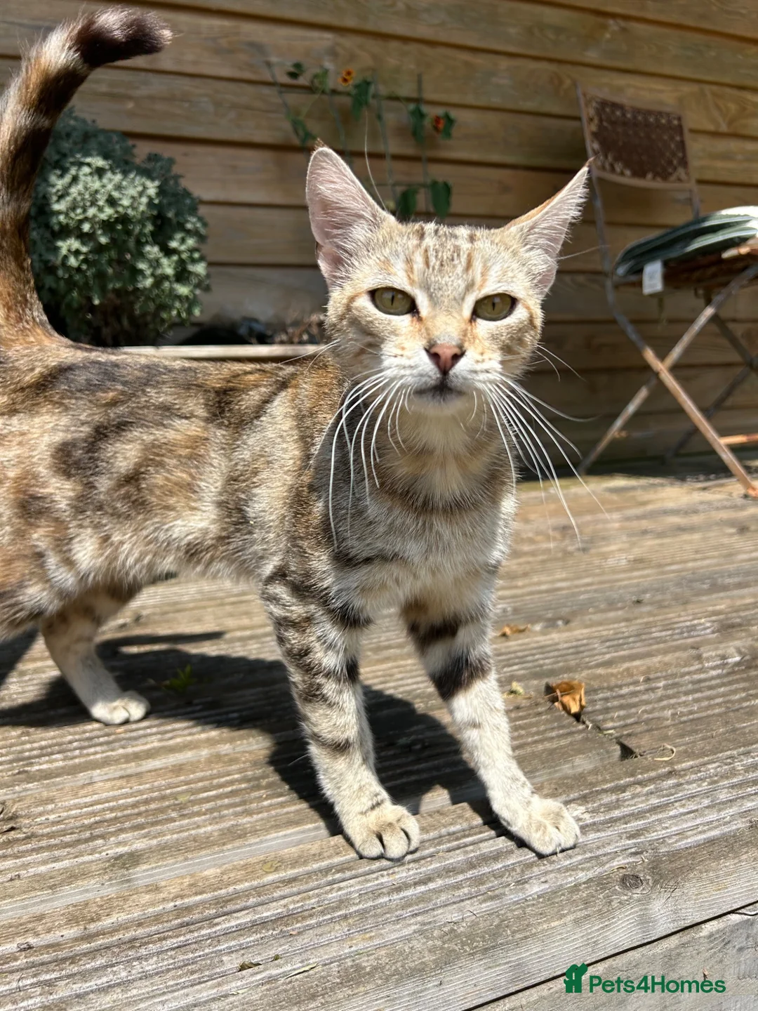 Mixed Breed cats for sale: Farm Kittens - Ready Now!  - Advert 2