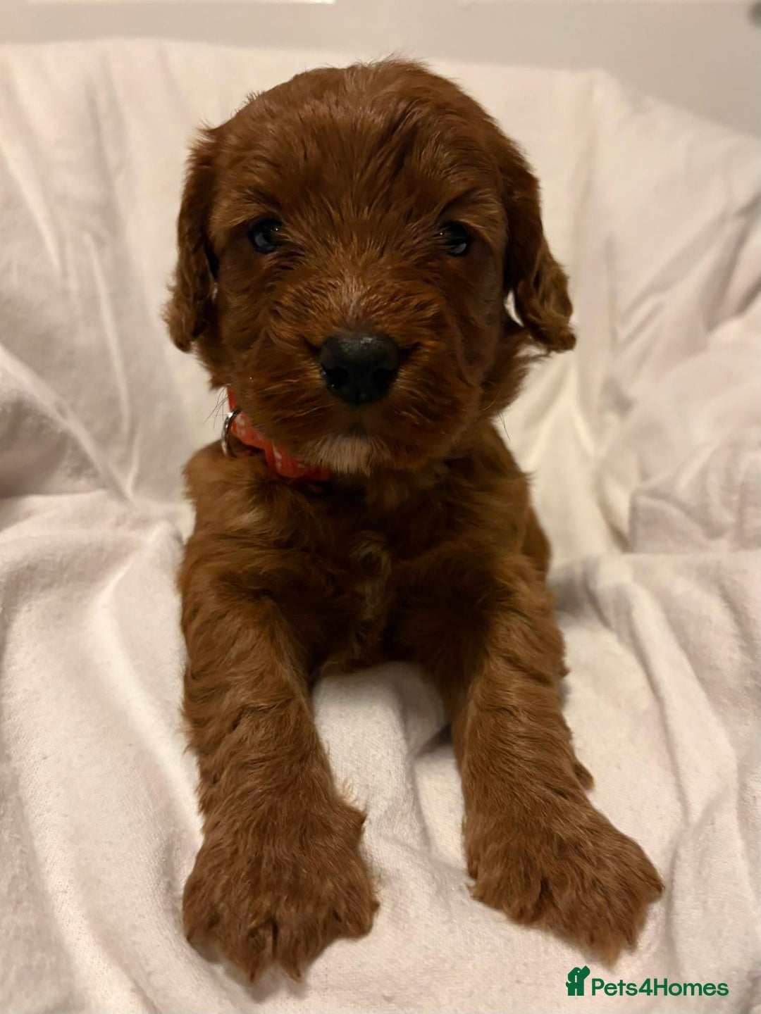 Cockapoo dogs for sale: Deep Red Cockapoos - Advert 9