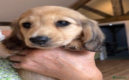 Miniature Dachshund dogs for sale: 2 Male ready to leave Miniature Dachshund  - Image 1