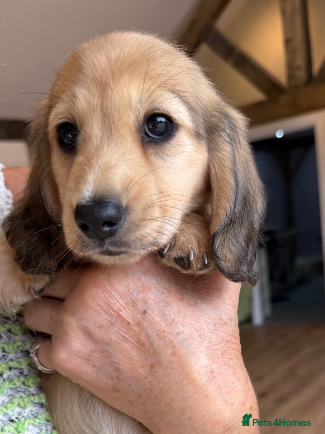 Miniature Dachshund dogs for sale: 2 Male ready to leave Miniature Dachshund  - Image 1
