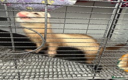 Ferret rodents for sale: 2 Female Ferrets - Image 3