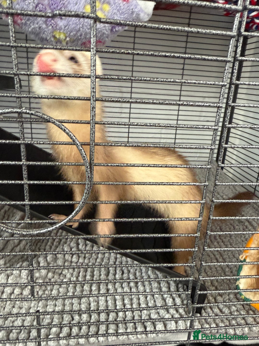 Ferret rodents for sale: 2 Female Ferrets - Image 3