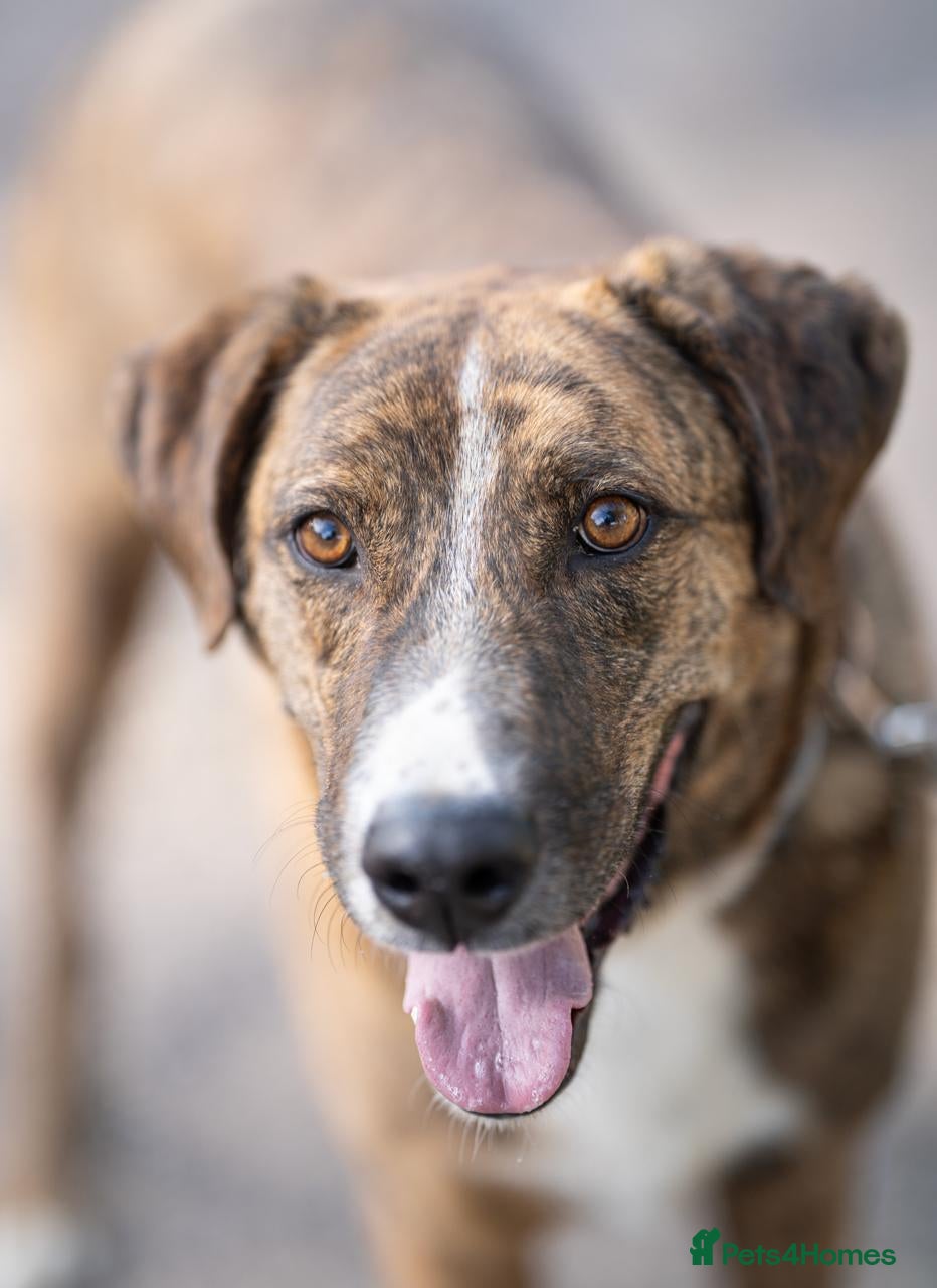 Mixed Breed dogs Fee Reduced £295 🚨 Please 🙏 a warm home 🥶  - Advert 18