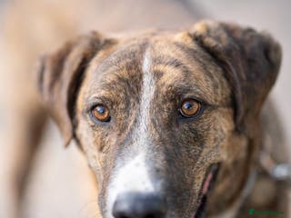 Mixed Breed dogs Fee Reduced £295 🚨 Please 🙏 a warm home 🥶 - Advert 13