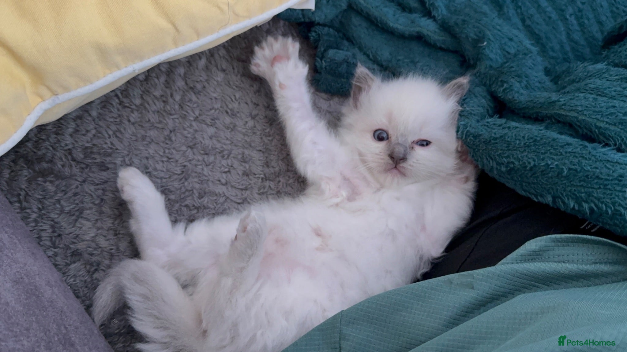 Ragdoll cats Ragdoll kittens 2 girls 1 boy - Advert 1