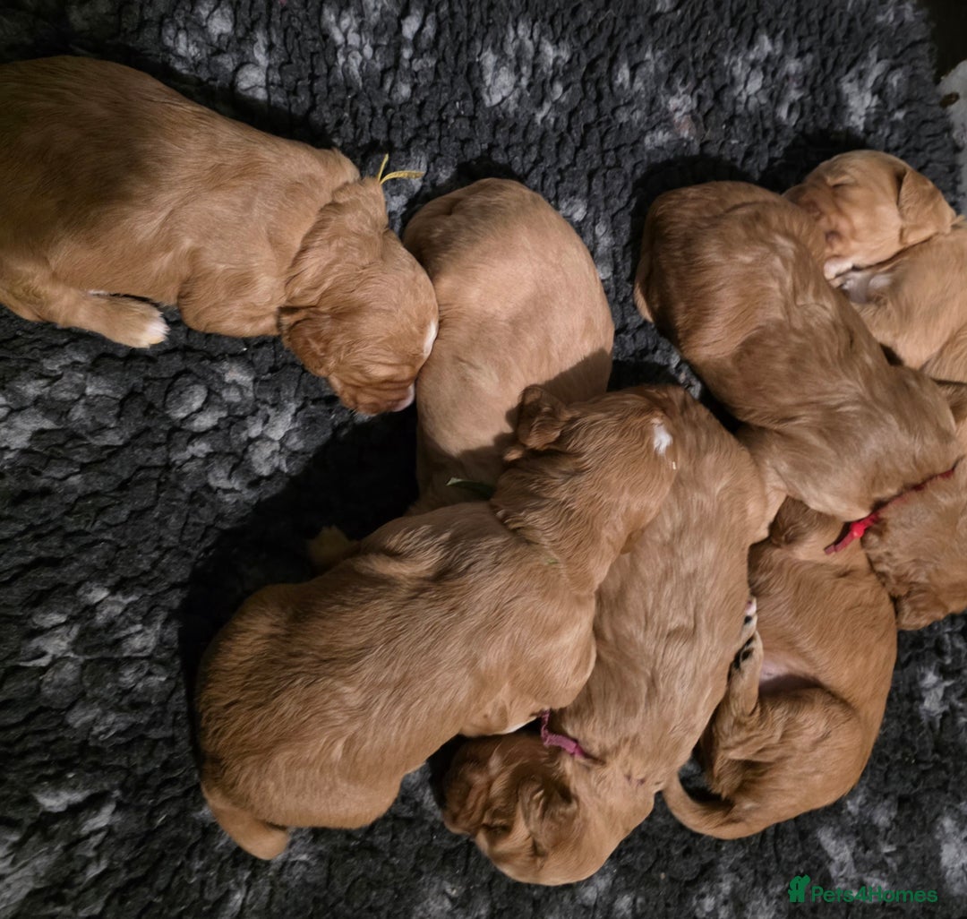 Goldendoodle dogs for sale: Fully Health Tested F1 Goldendoodles - Advert 26