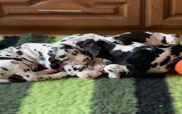 Great Dane dogs for sale: Beautiful Great Dane puppies for sale  - Image 9