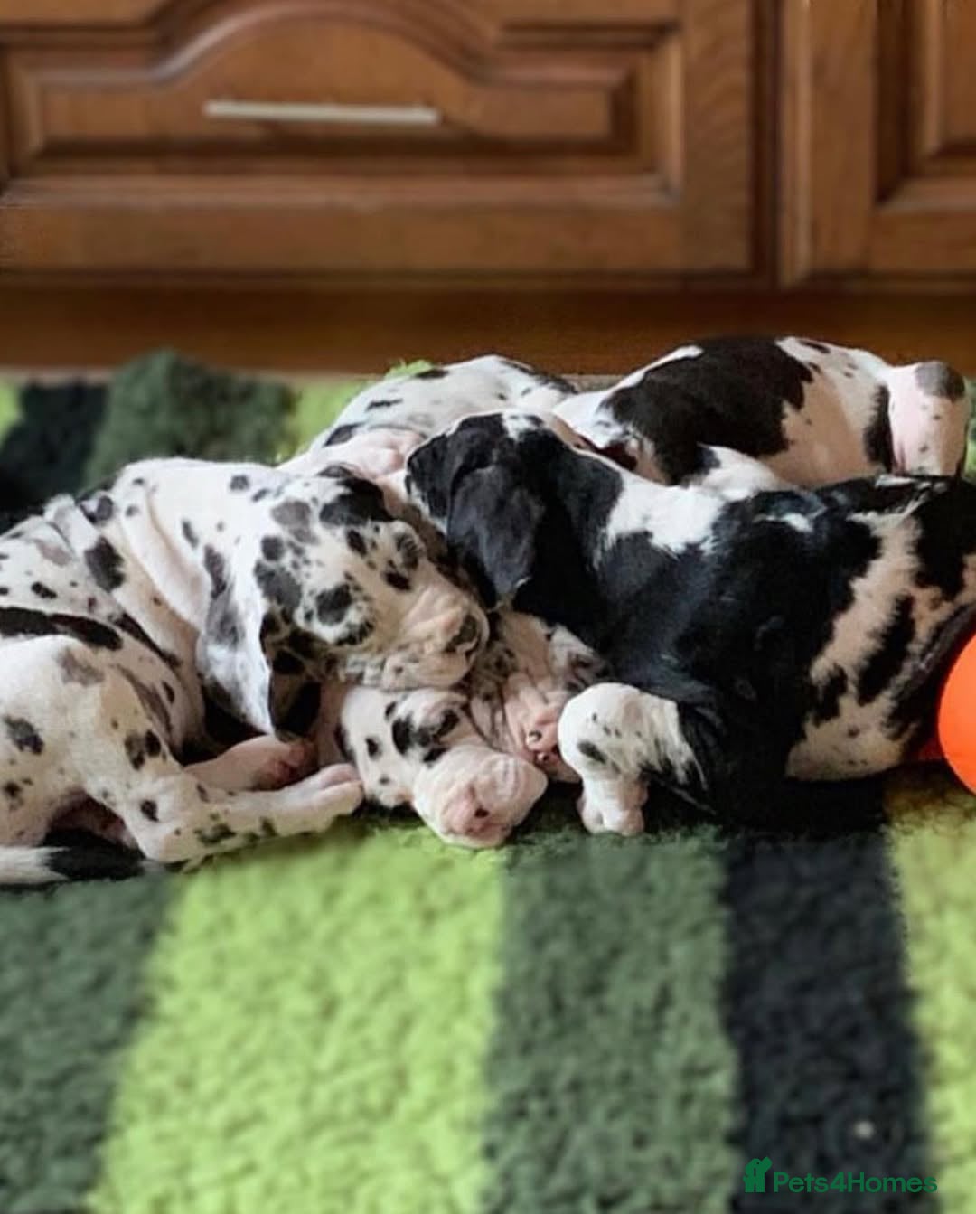 Great Dane dogs for sale: Beautiful Great Dane puppies for sale  - Image 9