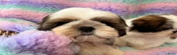 Shih Tzu dogs for sale: Lovely Shih Tzu puppies - Advert 9