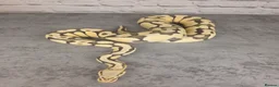 Python Snake reptiles for sale: Various Ball Pythons  - Advert 5