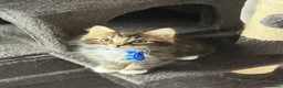 Ragcoon cats for sale: Mainecoon ragdolls  - Advert 26