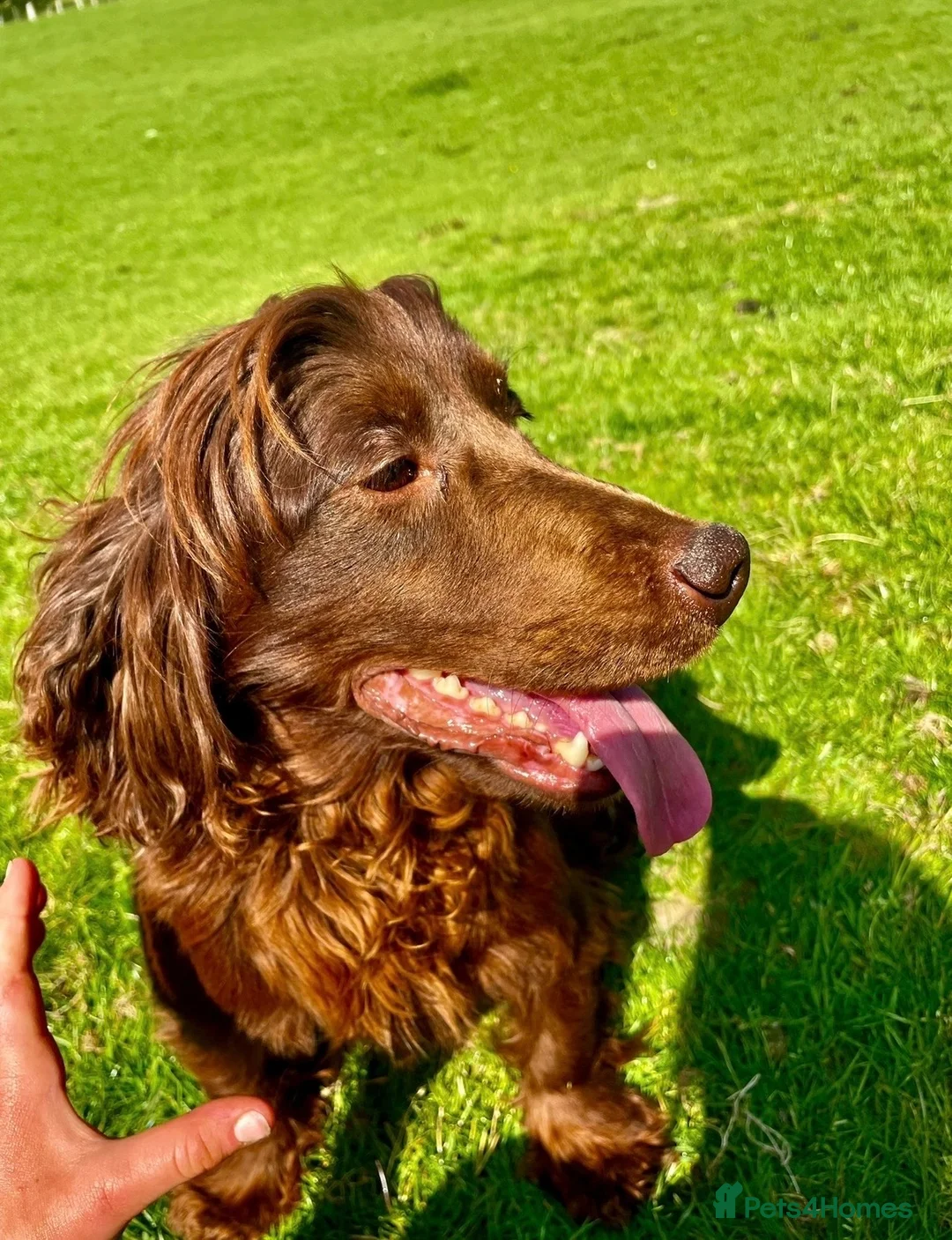 Mixed Breed dogs for sale: 🐾 Gorgeous Cocker × Border Collie Puppies 🌟 in Corwen - Advert 2