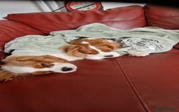 Cavalier King Charles Spaniel dogs for sale: WAFFLES - Image 2