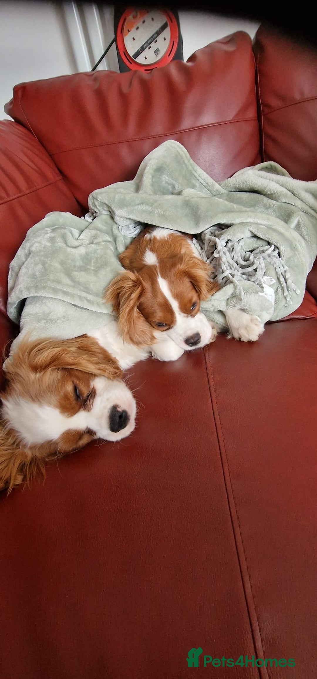 Cavalier King Charles Spaniel dogs for sale: WAFFLES - Image 2
