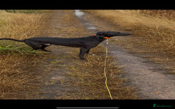 Lurcher dogs for stud: Whippet grey x beddy whippet grey - Image 2