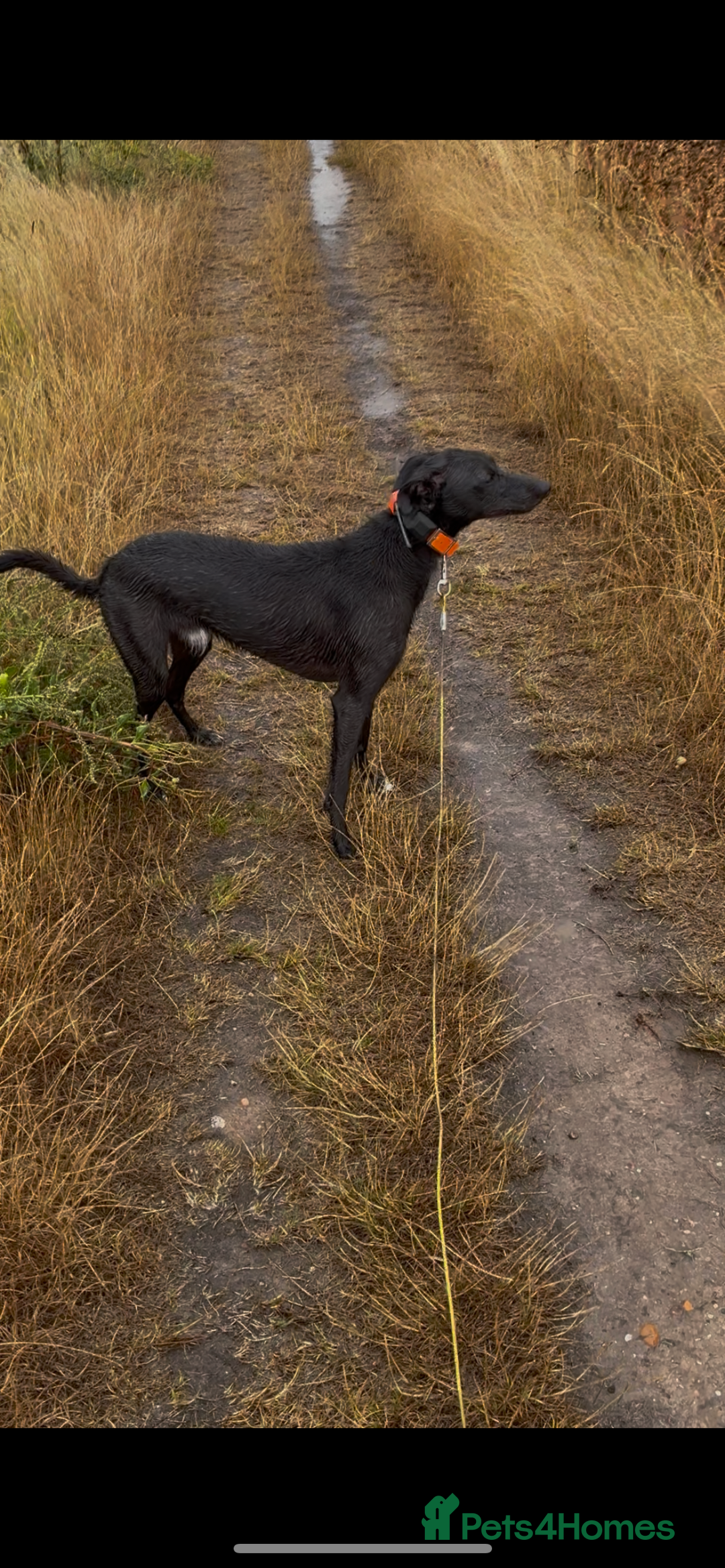 Lurcher dogs for stud: Whippet grey x beddy whippet grey - Image 2