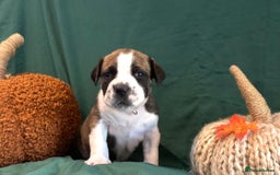 Boerboel dogs for sale: Outstanding Boerboel puppies - Image 3