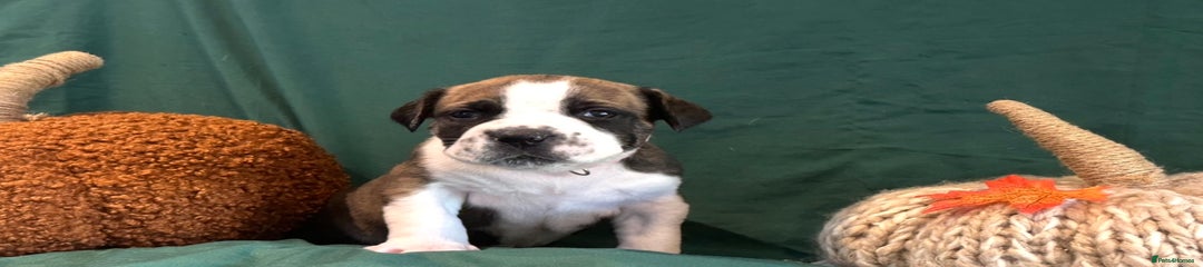 Boerboel Puppy 3