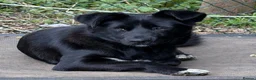 Mixed Breed dogs for adoption: Bonya – Female Border Collie type - Advert 9