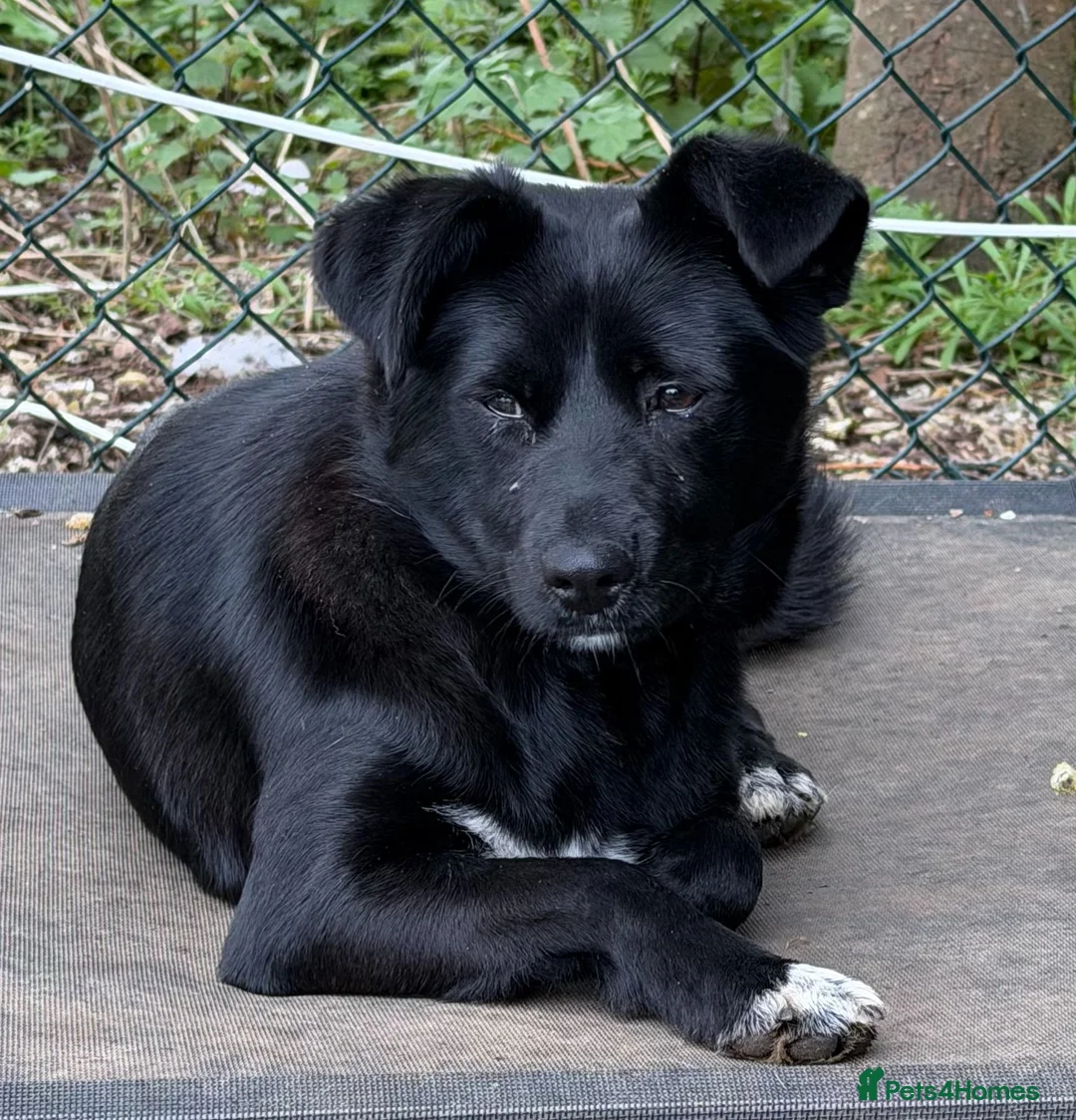Mixed Breed dogs for adoption: Bonya – Female Border Collie type - Advert 9
