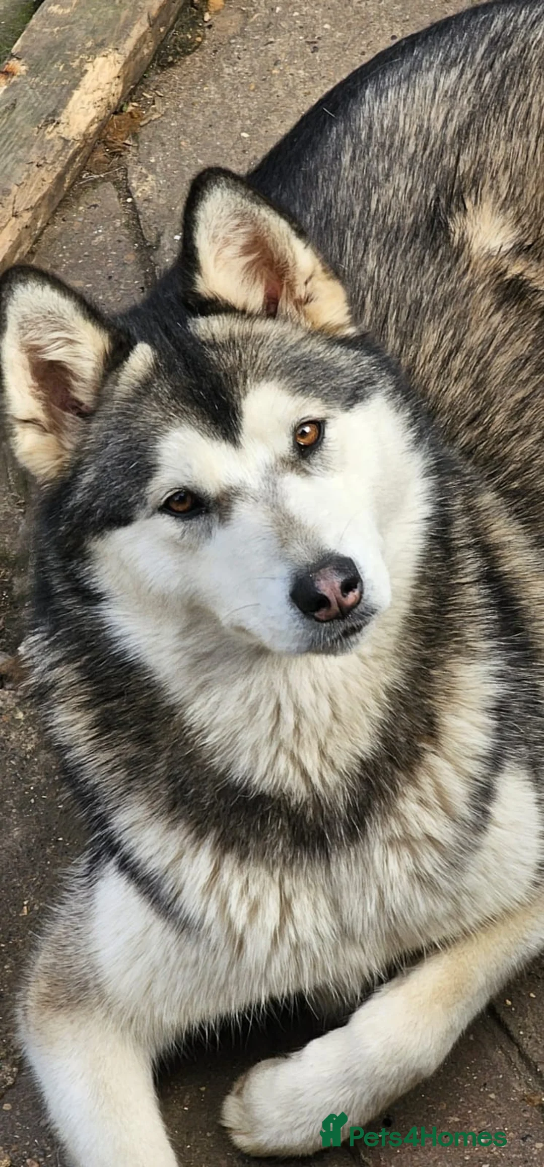 Siberian Husky dogs for sale: Stunning Husky puppies  - Advert 13