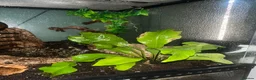 Gecko reptiles for sale: 4 Year Old Female Crested Gecko  in Peterborough - Advert 13