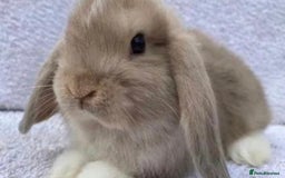 Mini Lop rabbits for sale: VACCINATED/wormed/flead mini lop babies  - Image 20