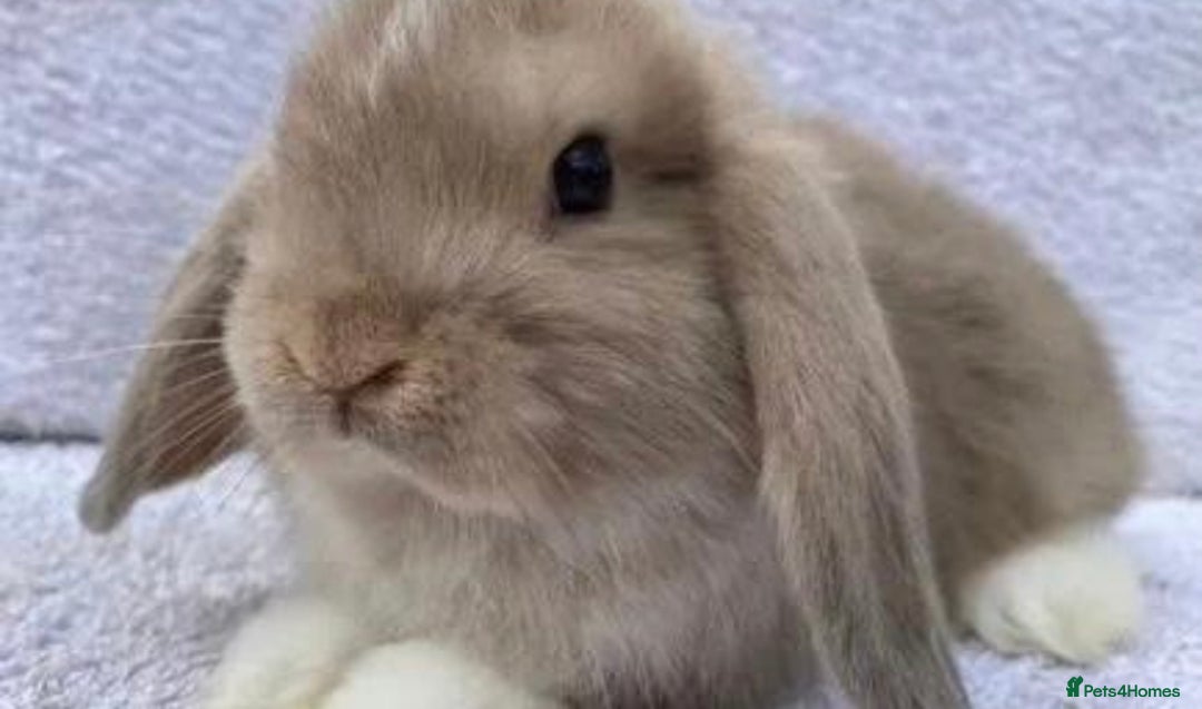 Mini Lop rabbits for sale: VACCINATED/wormed/flead mini lop babies  - Image 20